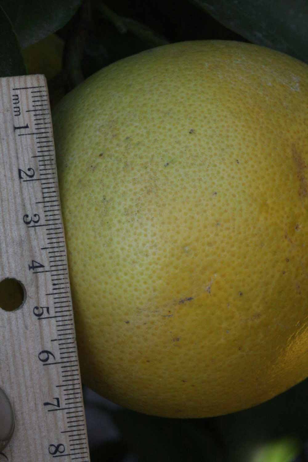              Fruit (Riverside, CA)       